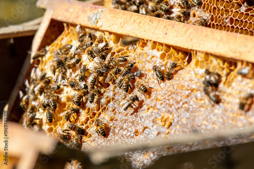 Apiculture - Abeille mellifère léchant du miel dans les alvéoles en cire d'un cadre de  ruche