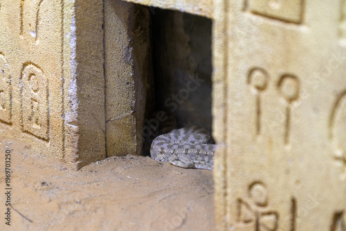 A Desert Horned Viper scientific name Cerastes cerastes in a zoo in Haifa Israel.
