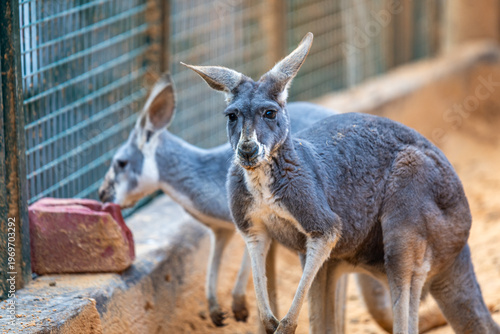 Two Red Kangaroos scientific name Macropus rufus in a zoo in Haifa, Israel.
