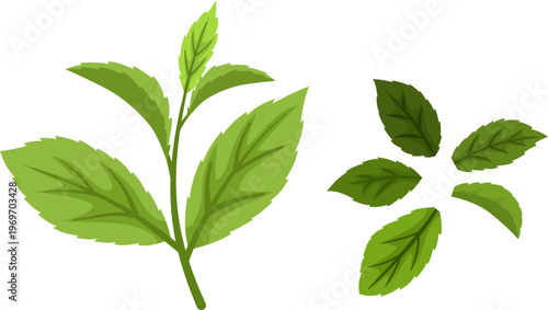 Fresh Organic Green Tea Leaves Isolated Botanical Illustration