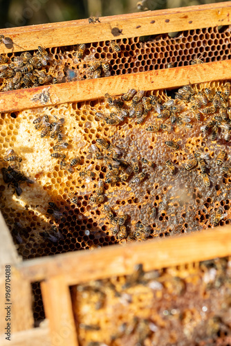 Apiculture - Abeille mellifère léchant du miel dans les alvéoles en cire d'un cadre de  ruche