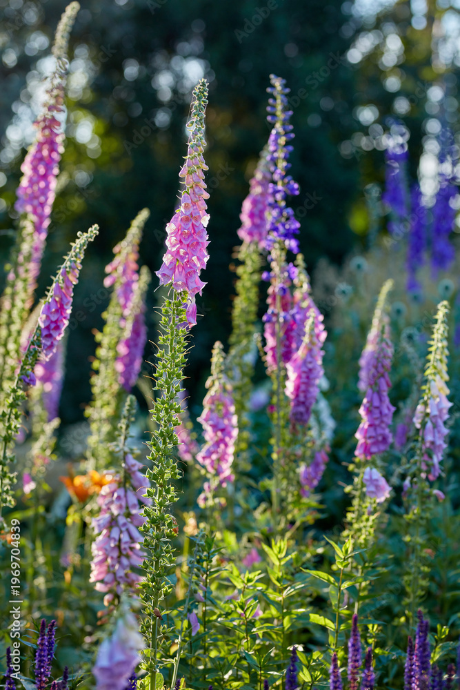 Obraz premium Nature, flowers and closeup of Lavender in garden for floral environment, natural growth or ecosystem. Background, decoration and spring aesthetic with greenery, blossom and petals for botany outdoor