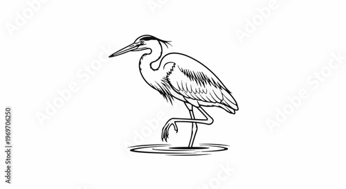 Black and white outline illustration of a heron standing in shallow water with one leg raised