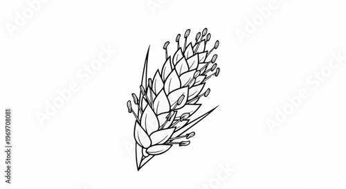 Detailed black and white drawing of a single flower spike