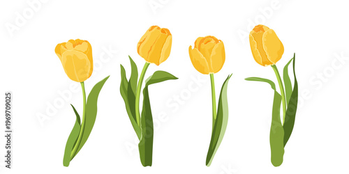 Yellow tulips isolated. Hand drawn simple spring flowers. Yellow tulips for your postcards, banners, web pages.	
