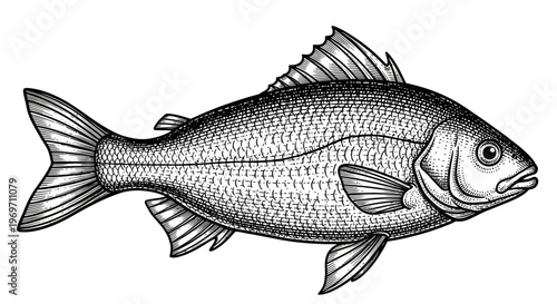 A detailed black and white illustration of a single fish, showcasing its scales, fins, and tail in a realistic style.