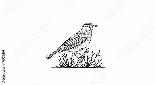 Detailed line art illustration of a small bird perched on a twig among wispy foliage