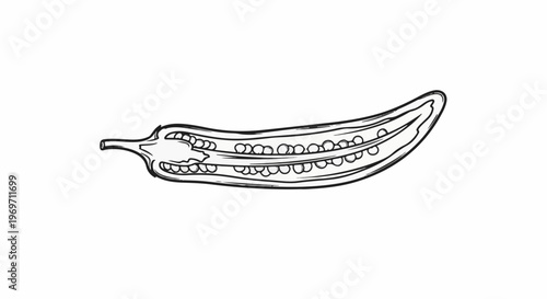 Detailed line drawing of a chili pepper cut lengthwise, revealing seeds and flesh