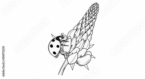 Detailed line drawing of a ladybug perched on a flowering plant spike