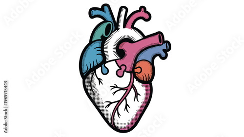 Colorful anatomical heart illustration with vibrant details and medical accuracy isolated