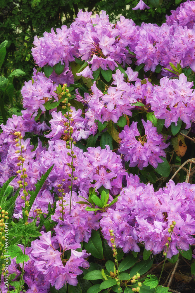 Obraz premium Garden, botany and environment with flowers in nature for plants, spring season or sustainability. Landscape, eco friendly and bush with Rhododendron outdoor for floral blossom, ecosystem and foliage