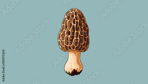 Detailed botanical illustration of a morel mushroom with characteristic honeycomb texture against a solid muted background.