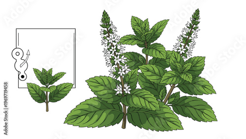 Detailed botanical drawing illustrates the various parts of a mint plant including its green leaves and delicate spikes of white flowers.