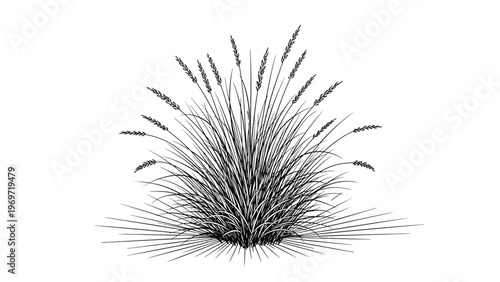 Simple black and white line art depicts a tuft of ornamental grass or cereal grain growing in a dense bunch against a stark white background.