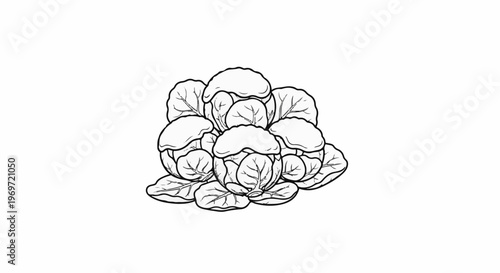 Hand-drawn sketch of several Brussels sprouts clustered together on white background