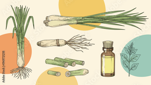 Comprehensive botanical study of lemongrass including the whole plant, root structure, sliced stalks, and a bottle of concentrated essential oil.