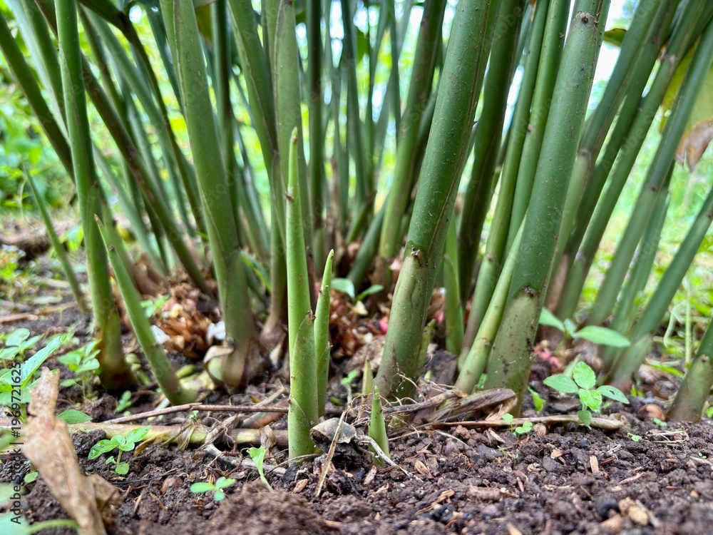 Obraz premium Close up of cardamom (Elettaria cardamomum) base stems and small flowers emerging from the soil.