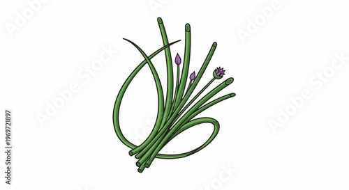 Illustration of a cluster of green chives with purple flower buds