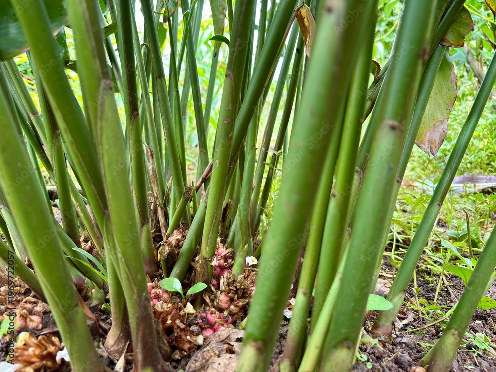 Obraz premium Close up of cardamom (Elettaria cardamomum) base stems and small flowers emerging from the soil.