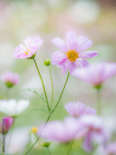 やさしい淡いピンクのコスモス。秋の公園や花壇を彩るコスモスのある風景。背景。自然風景素材。