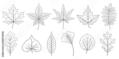 Collection of hand-drawn line leaves in various shapes. Vector foliage line art illustration isolated on white background, perfect for invitations, social media and decorative design.