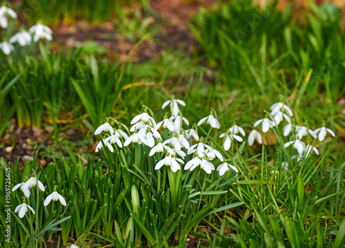 Obraz na plátně Spring, nature and growth of flowers in garden for blooming season, pollinator support or ecology