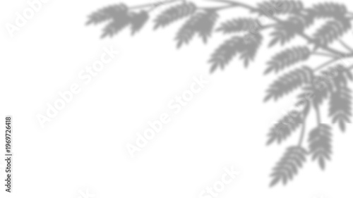 Φωτογραφία Realistic Acacia or Rowan Tree Branch Shadow Overlay Effect on White Background