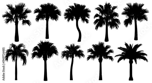 Palm trees set with various silhouettes and styles for tropical designs featuring black, white, vector with nature and plants elements for leaves,
