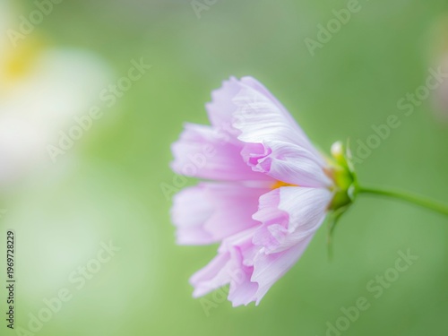 やさしい淡いピンクのコスモス。秋の公園や花壇を彩るコスモスのある風景。背景。自然風景素材。