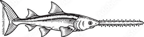 Illustration of a sawfish with a distinctive elongated snout and serrated edges hand drawing illustration vector