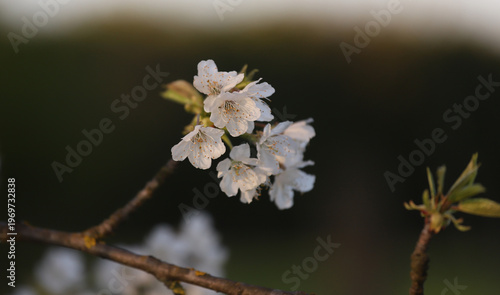Primo piano di fiori di ciliegio, prunus avium, in primavera nella campagna italiana
