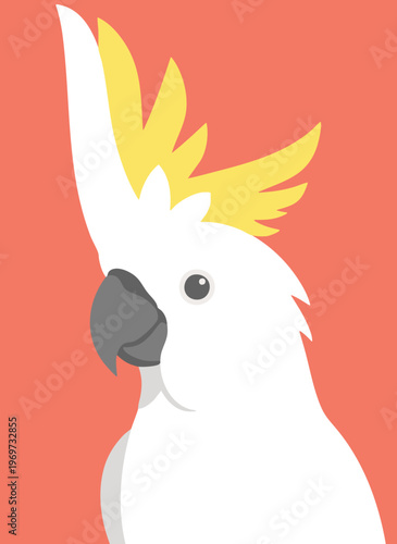 Vibrant cockatoo parrot portrait, white sulfur crested bird with yellow crest, tropical avian wildlife, simple flat vector art on coral background.
