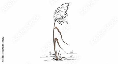 Single tall stalk of dried grass with feathery plume at top