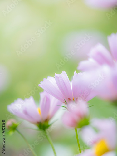 やさしい淡いピンクのコスモス。秋の公園や花壇を彩るコスモスのある風景。背景。自然風景素材。