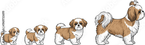 Shih Tzu Dog Growth Stages from Puppy to Adult for Pet, Animal, and Dog Lover Designs