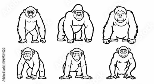 Six black and white primate illustrations in two rows of three