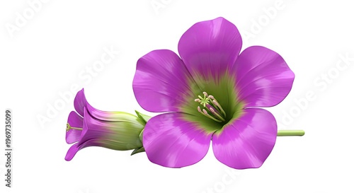 Two Pink and Green Bell Flowers