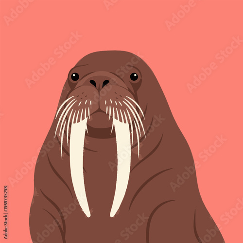 Walrus with large tusks and thick blubber, pink background, detailed vector portrait.
