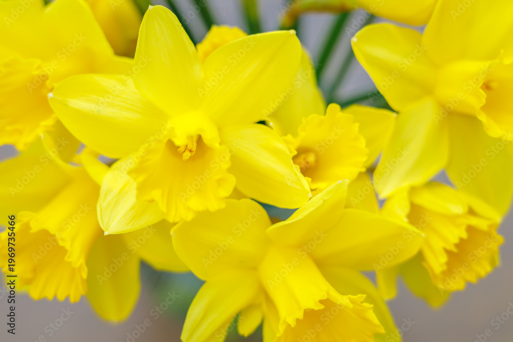 Obraz premium Bright yellow narcissus flowers bouquet close up as a symbol of spring and easter celebration