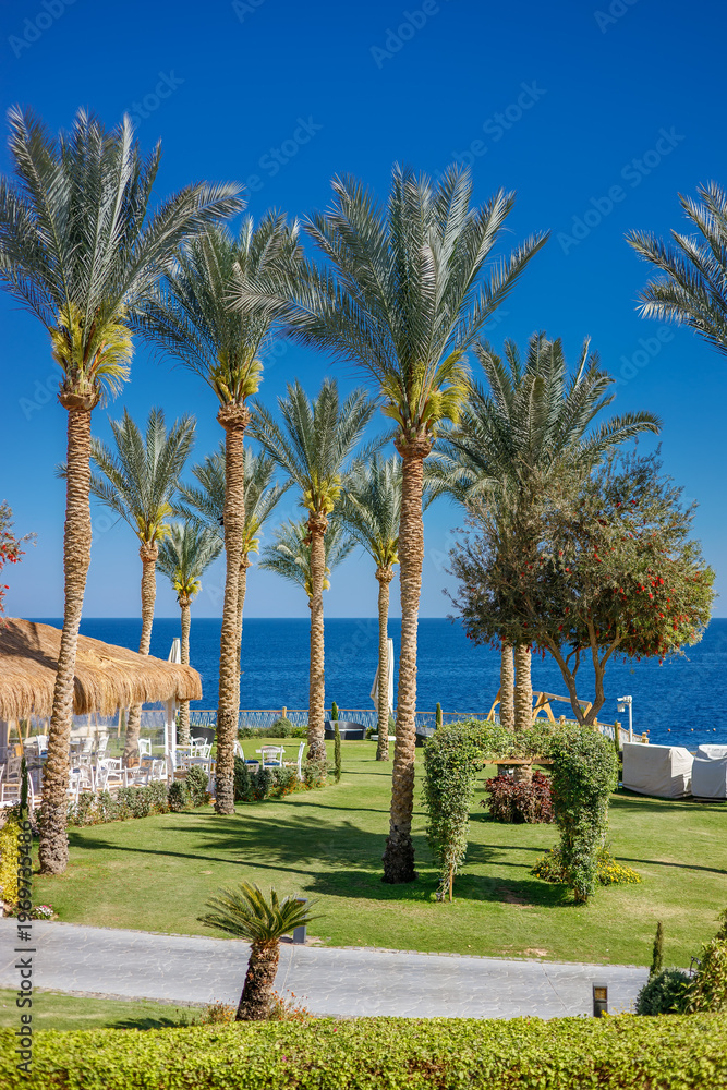 Fototapeta premium Luxury tropical resort with date palm trees and clear blue sea view on a sunny day in Sharm El Sheikh, Egypt
