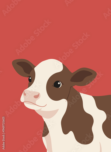 Cute baby cow calf with brown and white patches looking to the side on red background.