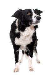 black and white border collie