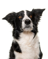 black and white border collie