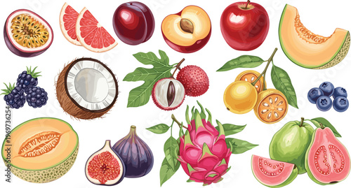 Mixed Fruit Vector Set Featuring Grapefruit, Plum, Lychee, Dragonfruit, Fig, Melon, Coconut, and More for Digital Media and Food Illustrations