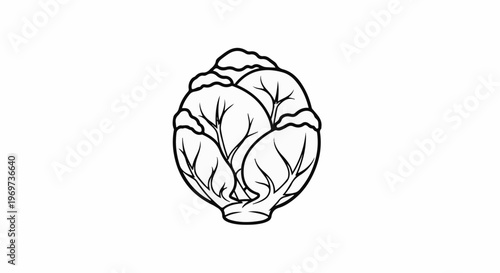 Simple black and white line art drawing of a single head of cabbage