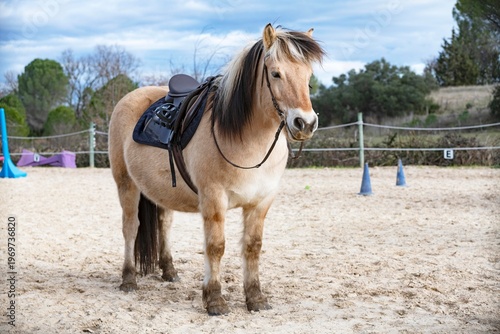 Fotografia Fjord horse and saddle