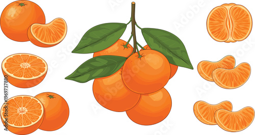 Orange Fruit Vector Set Featuring Whole, Sliced, and Segmented Illustrations with Fresh Orange Skin and Juicy Flesh for Digital Media and Culinary Designs