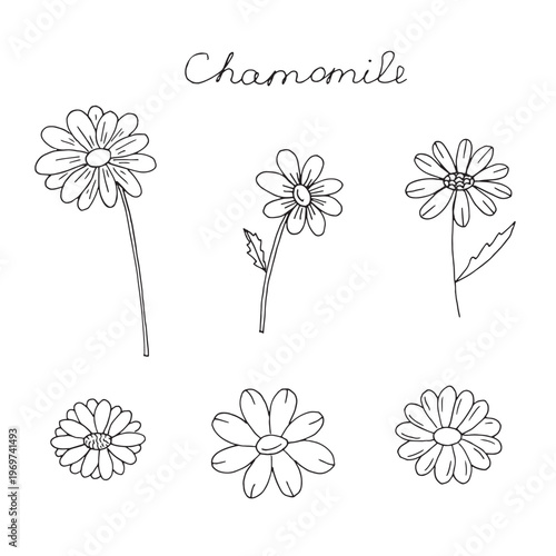 Set of chamomile flower icons and botanical elements isolated on white background