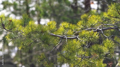 Pine tree branches with vibrant green needles are catching the warm light, creating a serene and natural view in a forest environment with blurred background