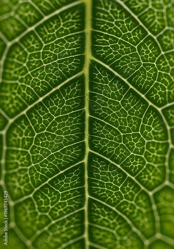 Detailed green leaf showcasing intricate vein structure and patterns